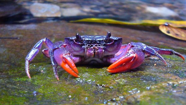 Newly Discovered Purple Crab