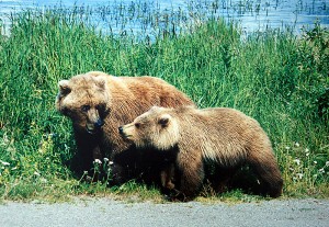 Grizzly Bear with a Cub
