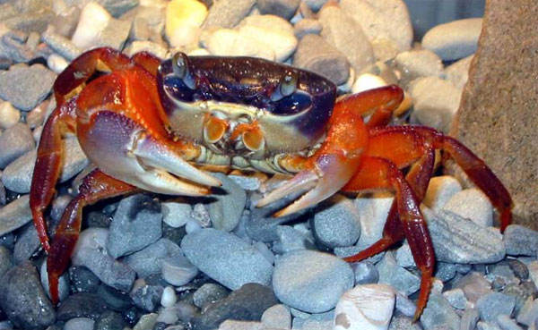 Rainbow Crab | Soapdish Crab