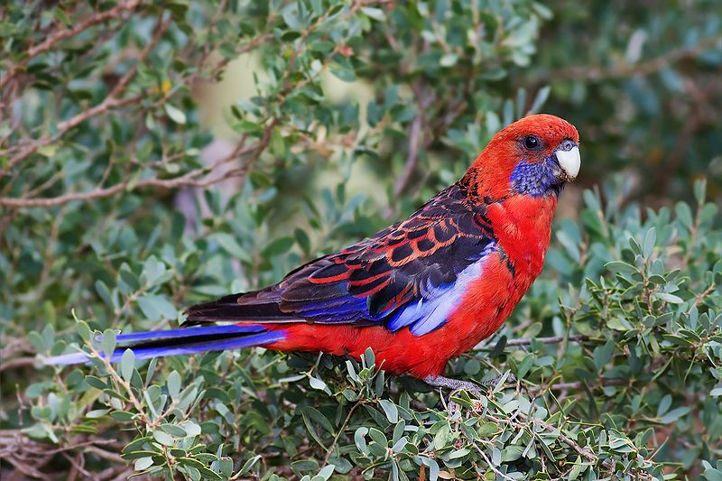 Rosella Bird | Parrot Species