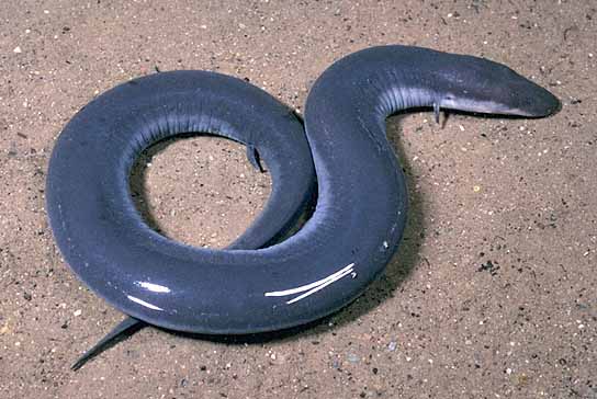 Three-Toed Amphiuma | Congo Eel | Congo Snake