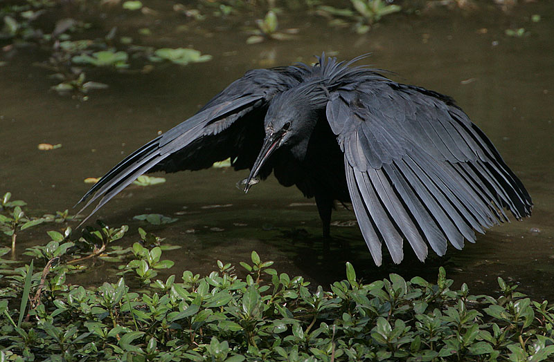 Black Egret - Black Heron