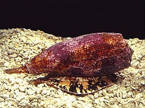 Geographic Cone Snail