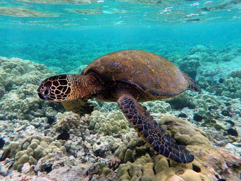 Green Sea Turtle Going Extinct
