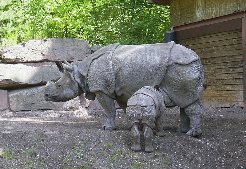 Javan Rhinoceros - Almost Extinct