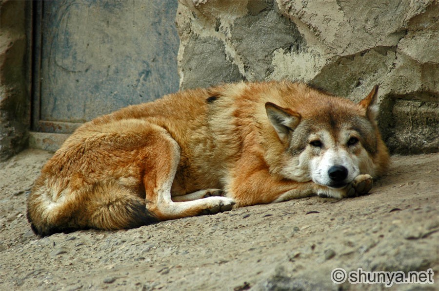 Tibetan Wolf
