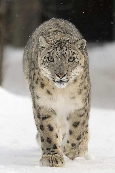 Endangered Species - The Snow Leopard