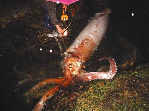 Largest Invertebrate in the World - Giant Squid