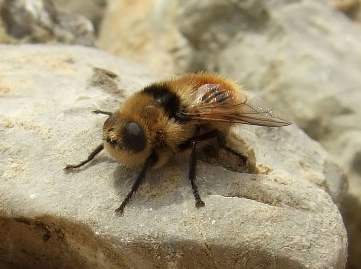 Is the Deer Botfly the Fastest Flying Insect?
