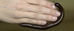 African Giant Millipede