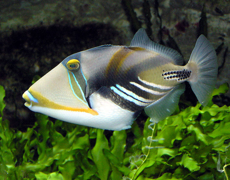 Triggerfish Species