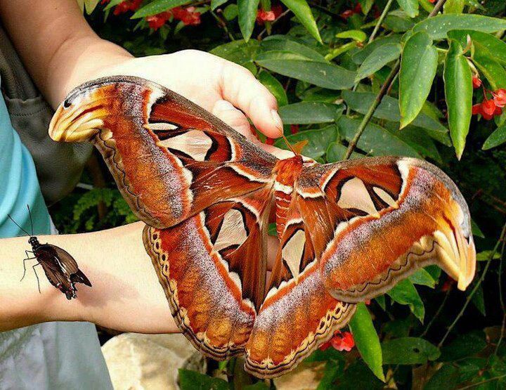 World's Largest Moth - Atlas Moth