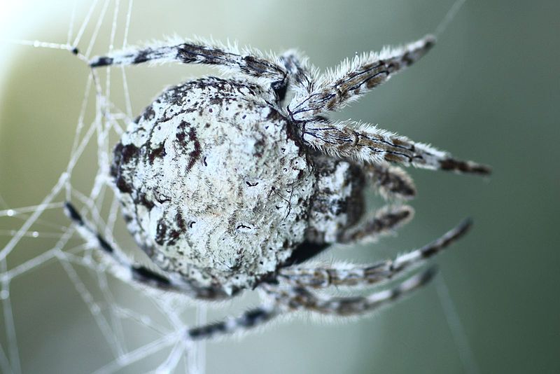 Darwin's Bark Spider - Strongest Spider Web