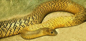 Most toxic snake - Fierce Snake