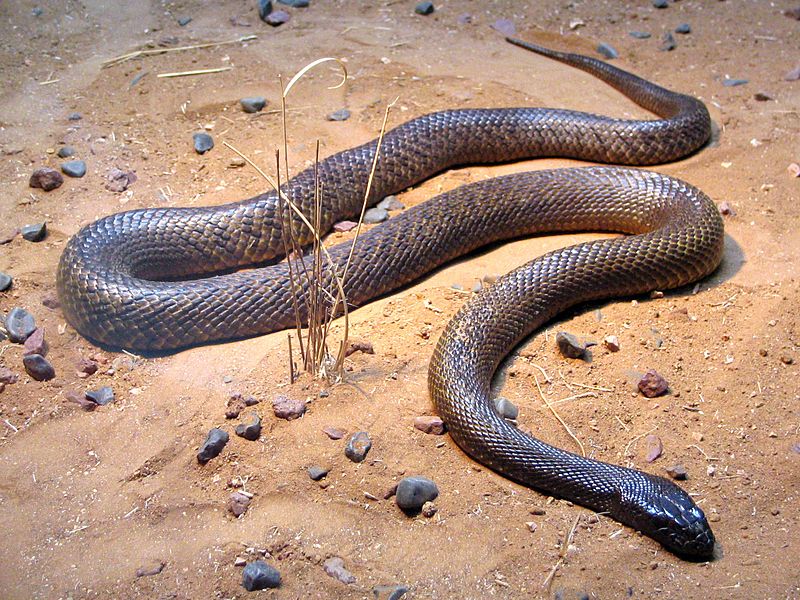 Deadliest Snake in the world - Fierce Snake