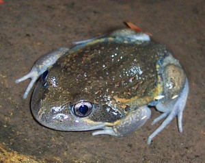 Eastern Banjo Frog - Pobblebonk