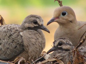 Symbol of Peace - Mourning Dove