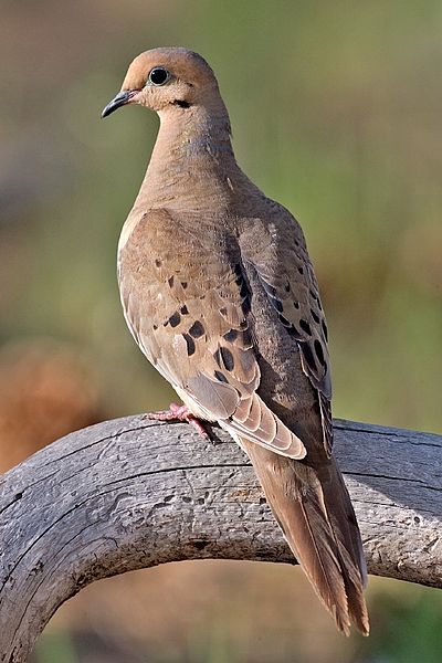 The Mourning Dove