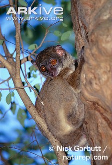 Northern-sportive-lemur-on-tree