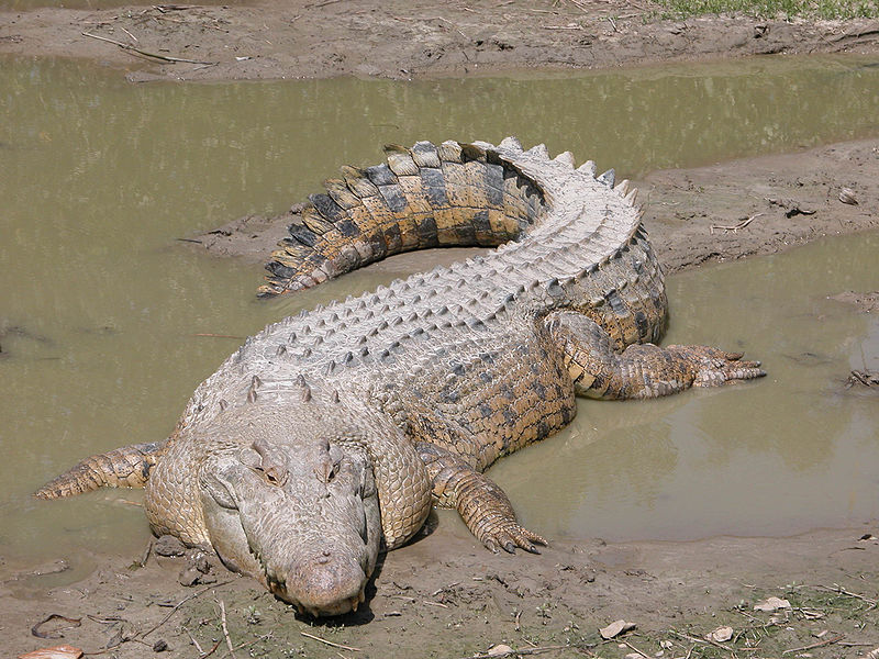 Worlds Largest Reptile - Saltwater Crocodile