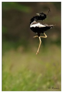 Lesser Florican Leaping