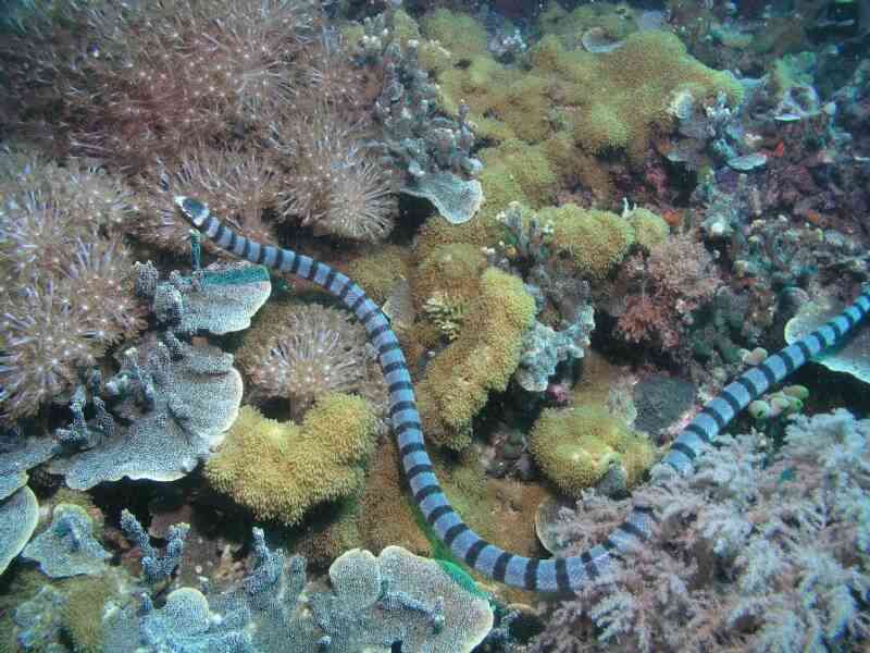 Faint-Banded Sea Snake