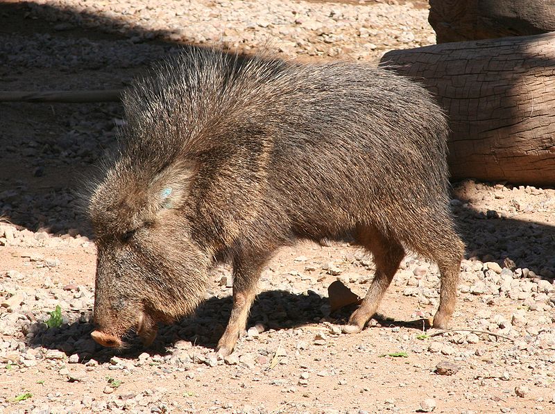 peccary pig