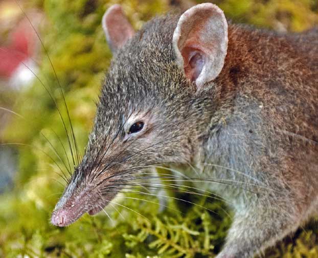 Worm-Eating Few-Toothed Rat