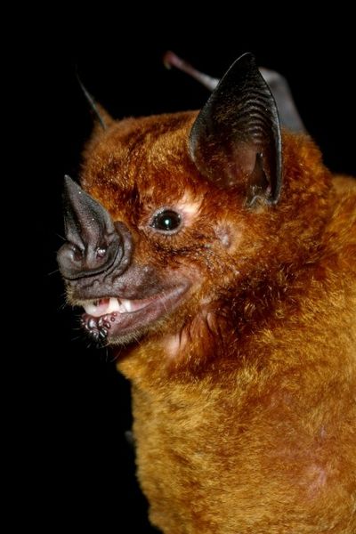 The Greater Speared-Nose Bat