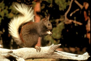 Grand Canyon Squirrel - Kaibab Squirrel