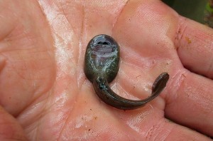 Tailed Frog Tadpole