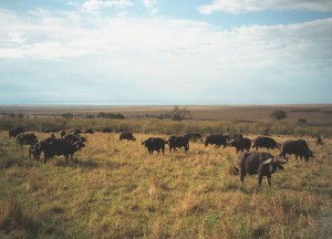 African Buffalo - Cape Buffalo