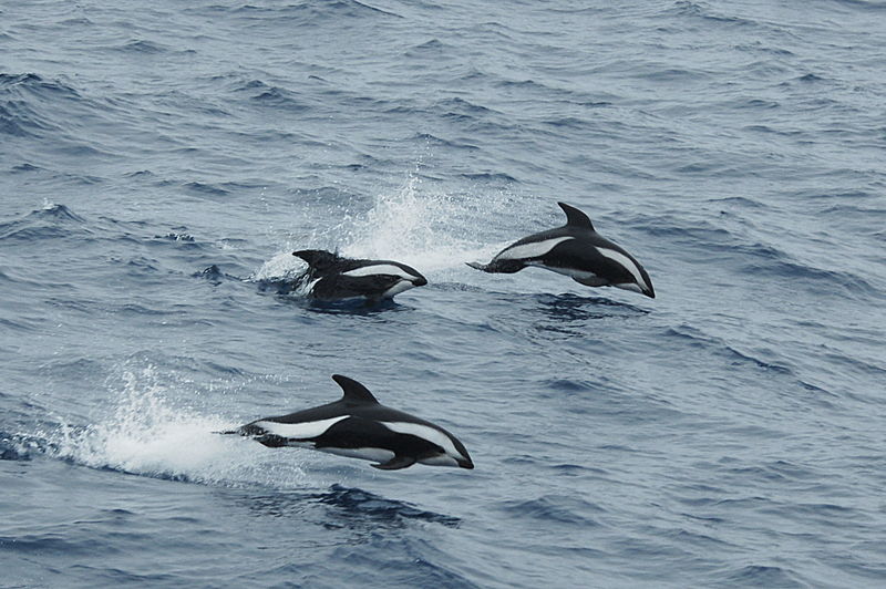 The Hourglass Dolphin - Sea Cows