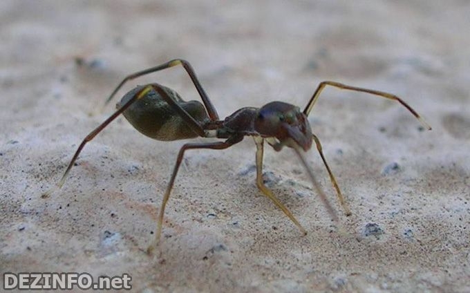 Ant Mimicry - Black-Footed Ant Spider