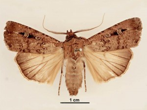 The Bogong Moth