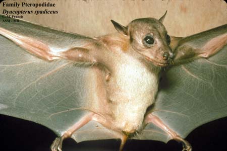 Dayak Fruit Bat
