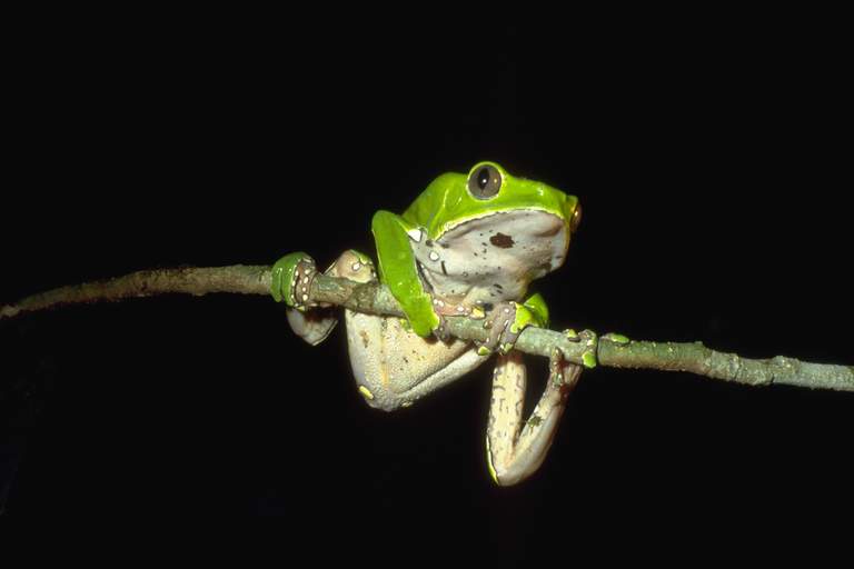 [http://www.wild-facts.com/wp-content/uploads/2012/11/Giant-Leaf-Frog.jpg]