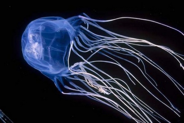 Box Jellyfish - Irukandji Jellyfish