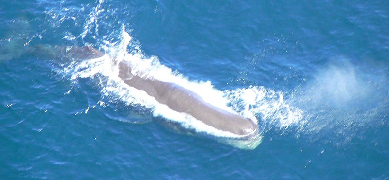 Animal with the Largest Brain - Sperm Whale