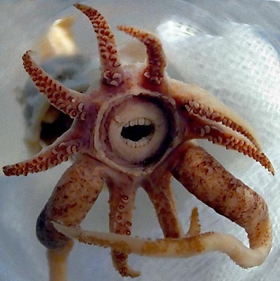 Squid with Teeth