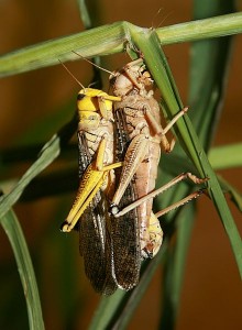 Sign of the Apocalypse - Australian Plague Locust