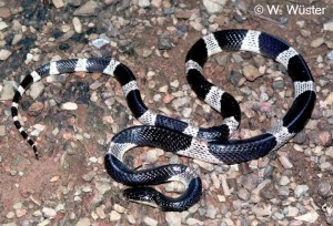 Most Venomous Snakes - Blue Krait