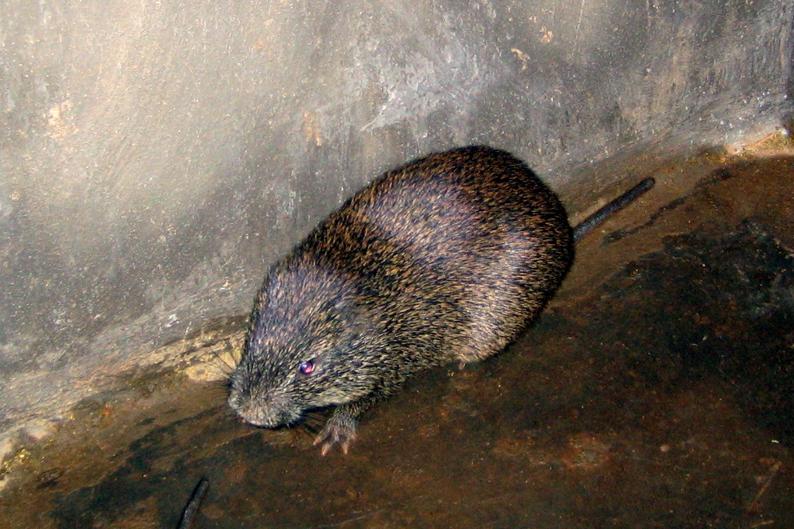 Illegal Selling of the Cane Rat