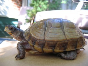 North American Box Turtle