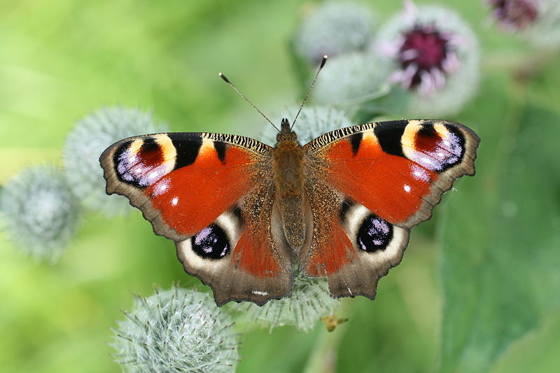 European Butterflies - Peacock Butterfly