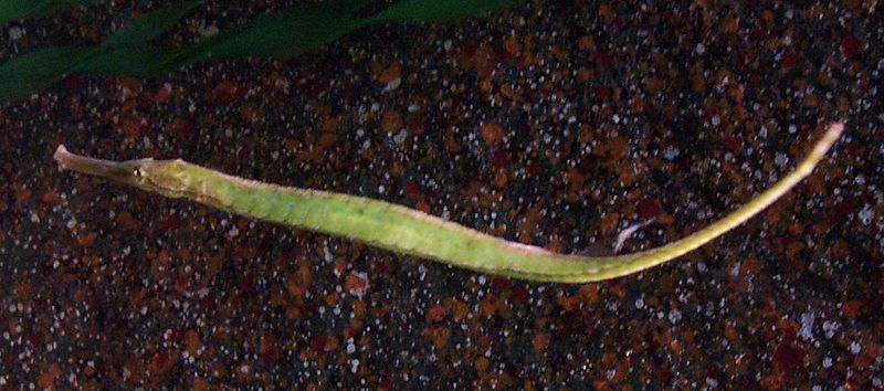 Seahorse Relatives - The Pipefish