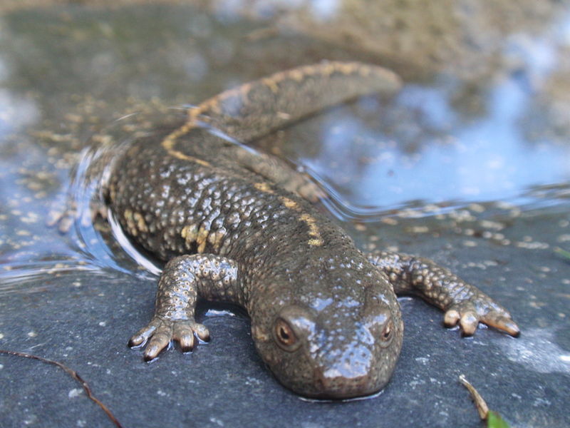 Pyrenean Brook Salamander