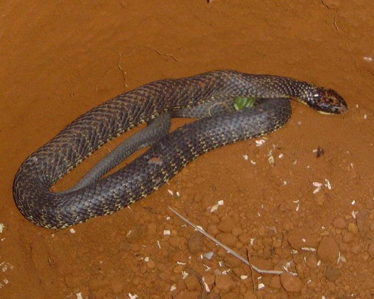 Worlds Venomous Snakes - Tiger Snake