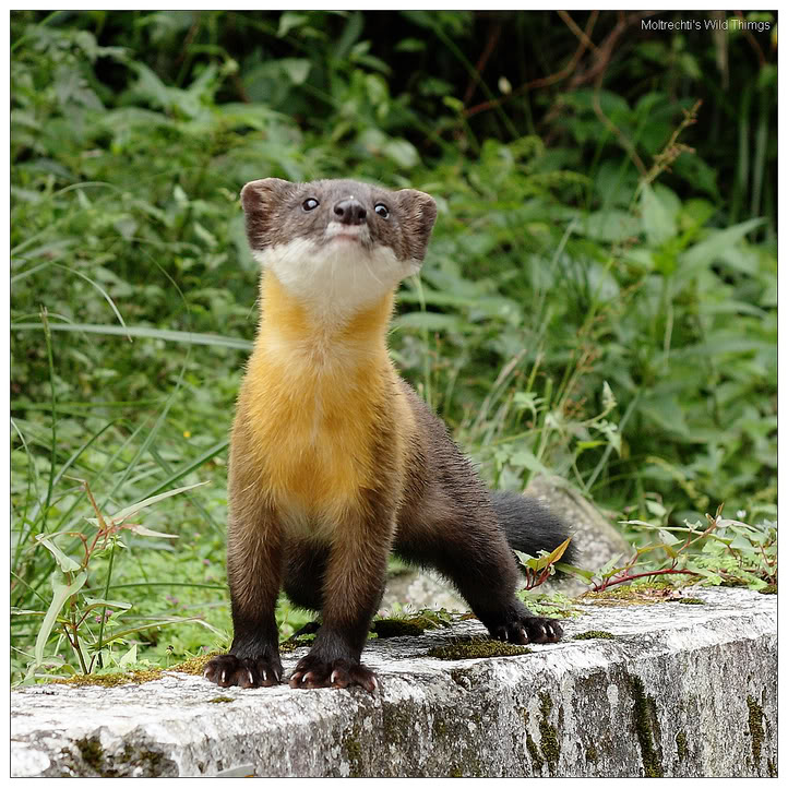 Largest Marten in the World