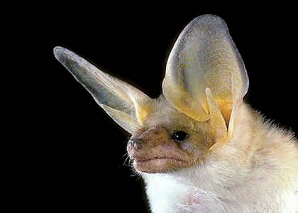 North American Bats - Pallid Bat